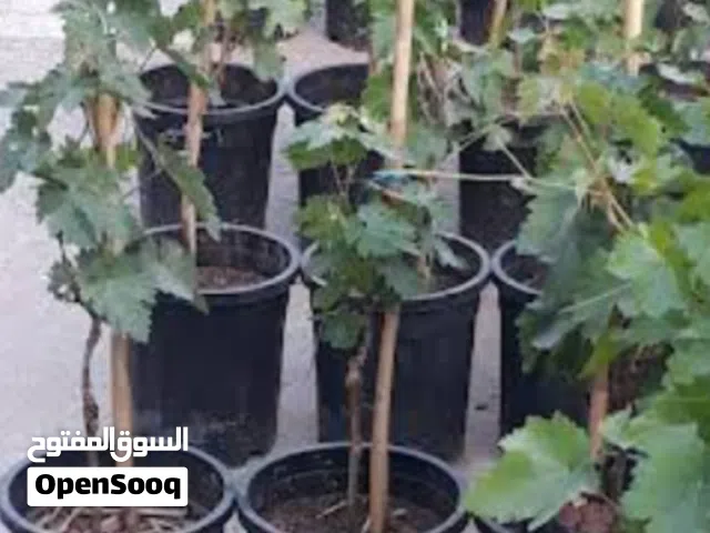 عنب ياقوت اسود