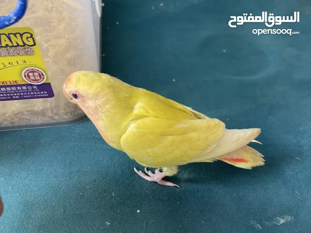 فرخ لفبيرد روز من انتاجي الحبة 200 درهم