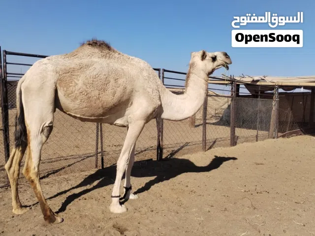 ناجه حايل بنت سراب