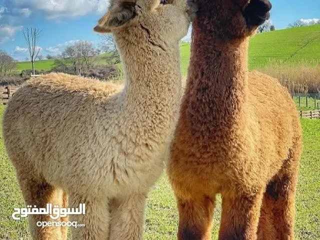 حيوان الألبكة اللطيف (The Alpaca)