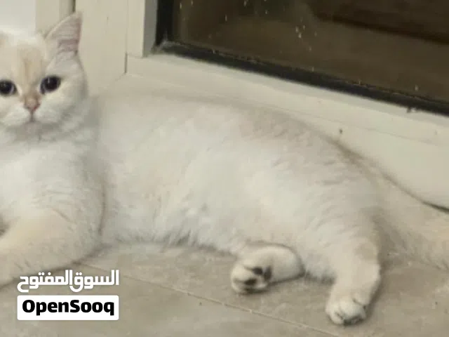 قطه بريتش ny11 اصول روسي مسجله .. هاديه جدا ومطعمه