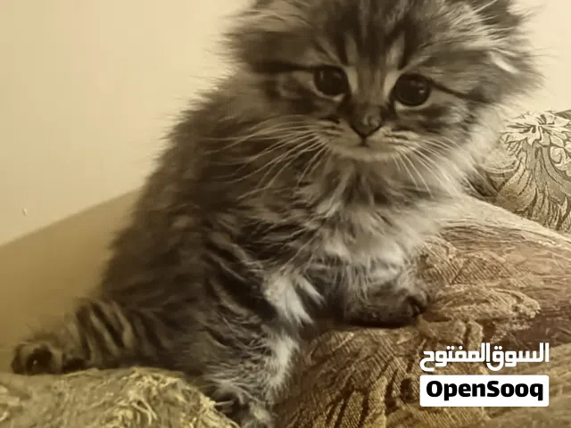سكوتش فولد وستريت العمر شهرين ونص للبيع