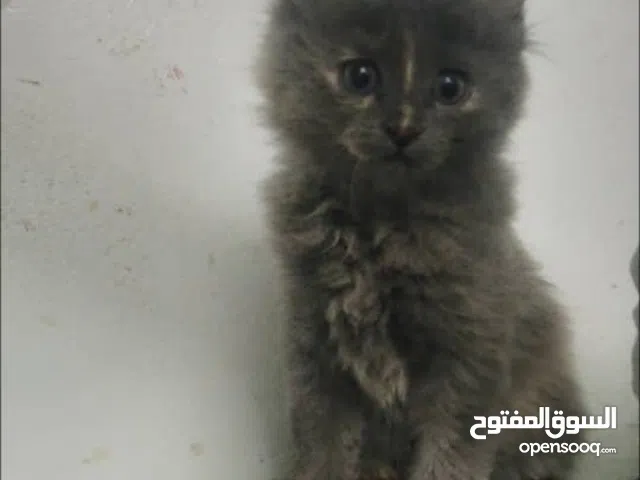 قطط شيرازي صغيرة للبيع ذكر وأنثى بعمر شهرين ونصف