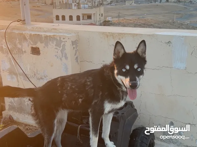 كلب هاسكي سيبيري