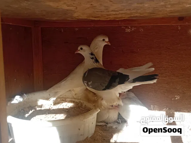 قوبي حمام شكلاب  للبيع