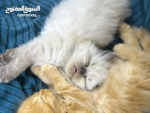 قطط كيوت عدد 2 ذكور هجين هملايا وشيرازي