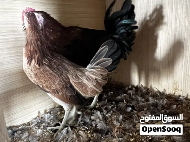 كويتي شمسي خط اول دماء نقية