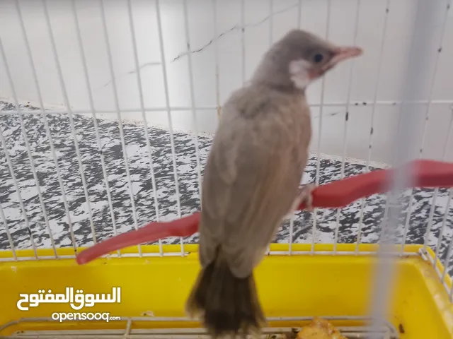 بلابل للبيع حلوات اليفيات مال محميه