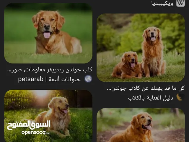 متوفر جراء جولدن ريتريفر بيور واصل 100% نوع نادر جدا في اليمن