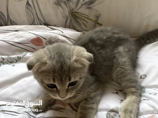 سكواتش فويلد