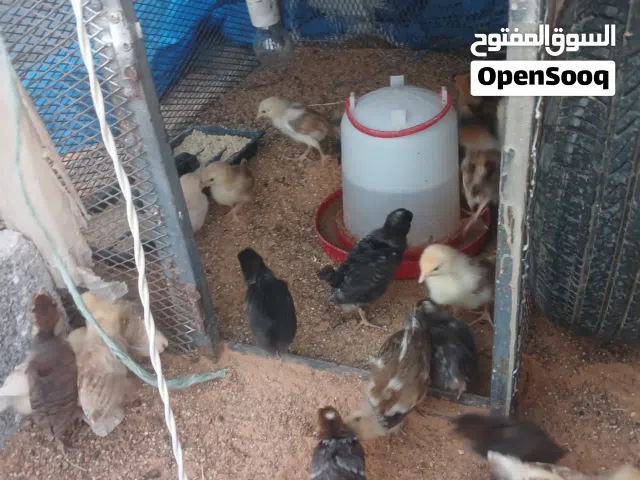 كتكيت العمر شهر1 او في لي شهرا نص مشاءالله غلط في عربي أو زهري33طرف الطرف 20