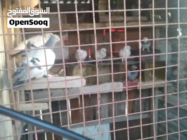7 جواز زواجل للبيع