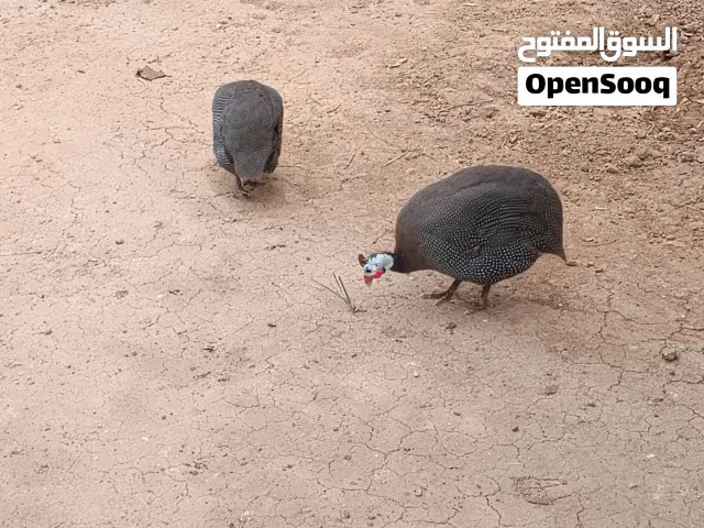 زوج قبج للبيع امايات