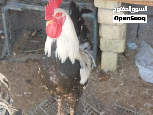 متوفر ديچ عدد 3