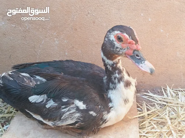 طيور بط للبيع