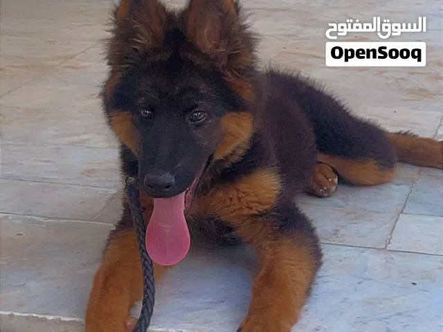 كلب جيرمن شيبرد عمرة 5 شهور واخد كل التطعيمات