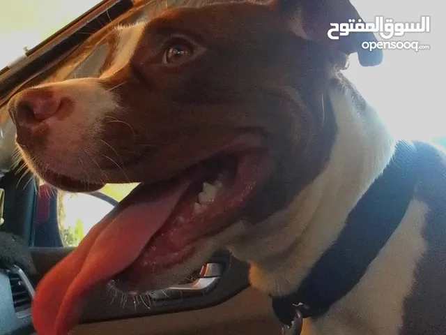 امريكن بتبول نثيه لعوبه متعض تحب العب عمره سنه وشهور جميله جدم السعر 150وقبل الجدين فقط حياكم مبقصر