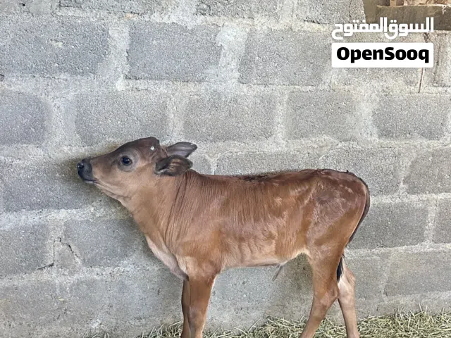 للبيع عجل اقرأ الاستماره