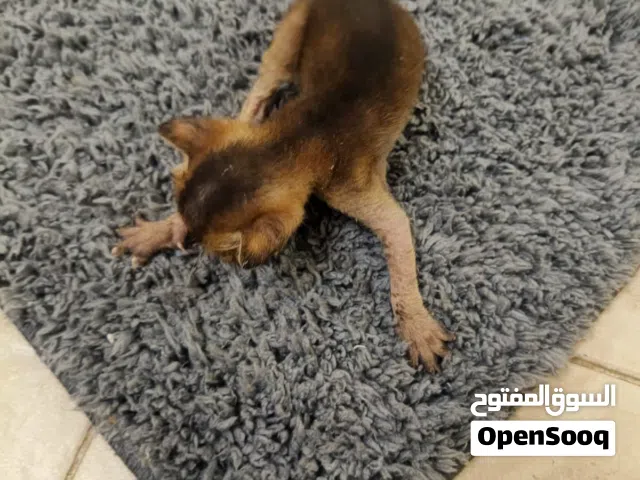 Abyssinian Cat - 200 OMR