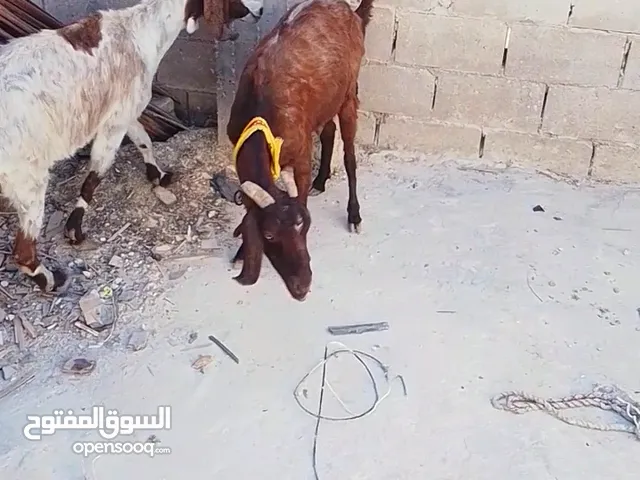 عنزين البيع