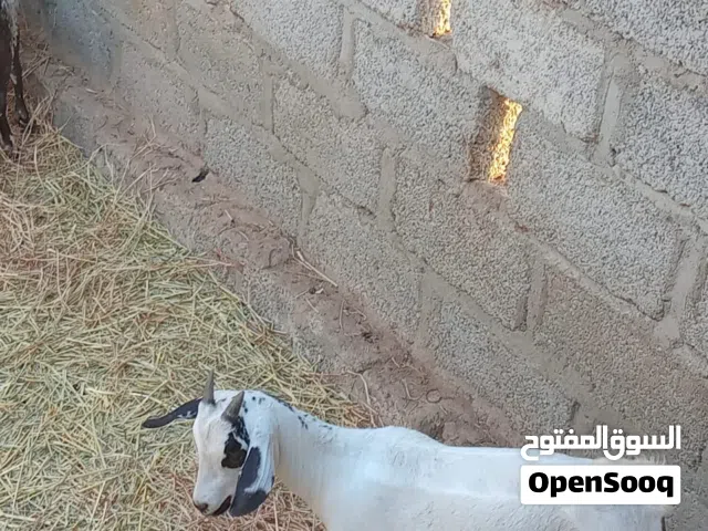 تيس عمره 6 شهور