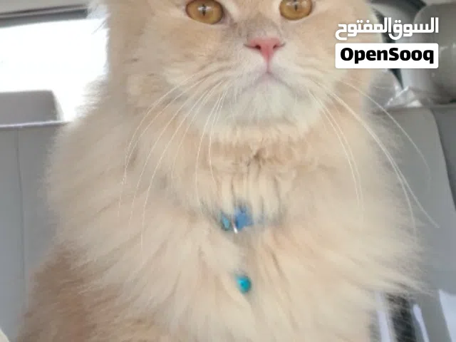 قط ذكر للتبني (مخصي)