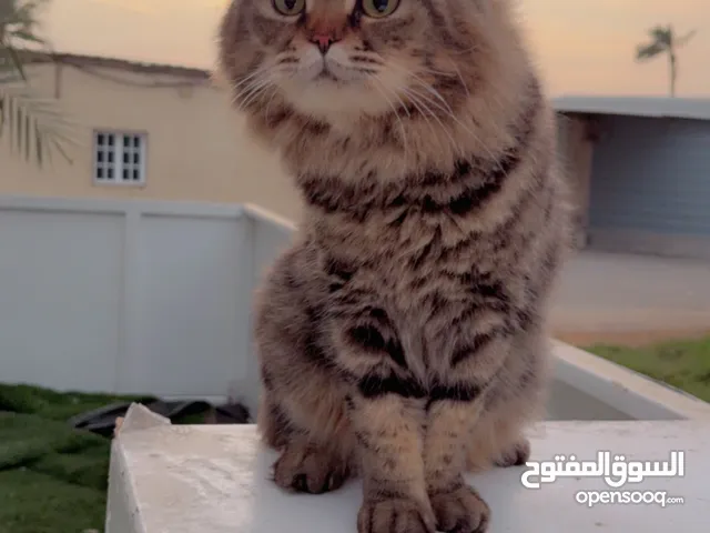 قطو شيرازي تربيه منزل جميل جداً vip سعر قابل للتفاوض اموره فوق الطيبه