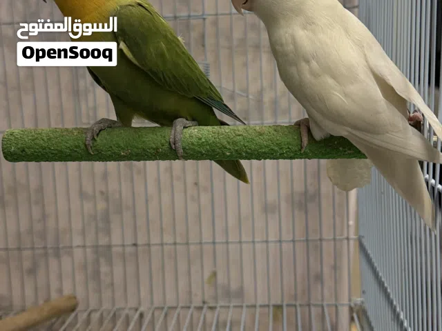 لاف بيرد منتج