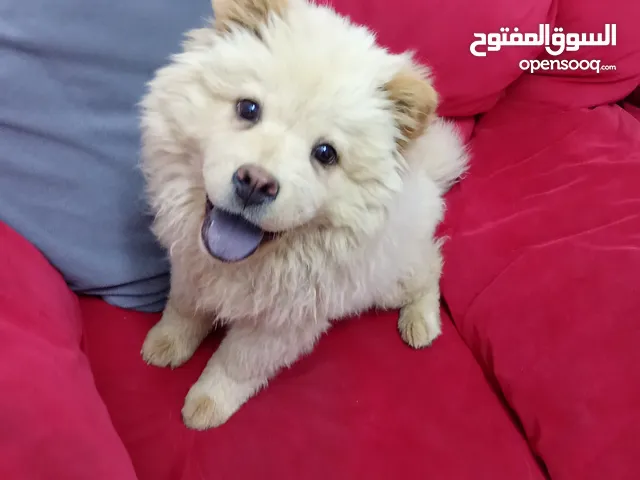 تشاو تشاو بيور انثى للبيع ماخذه المطاعيم متعوده على كل اشي
