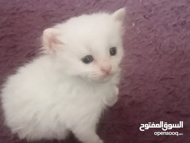 قطط عمر شهرين للتبني ،رمادي وأبيض وأسود
