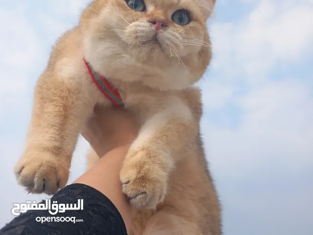 فندق سوزي كات لاستظافة القطط ومتابعة علاجاتهم والتزاوج