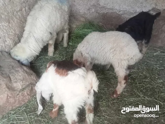 خاروف و عابورة وجداي ثنين