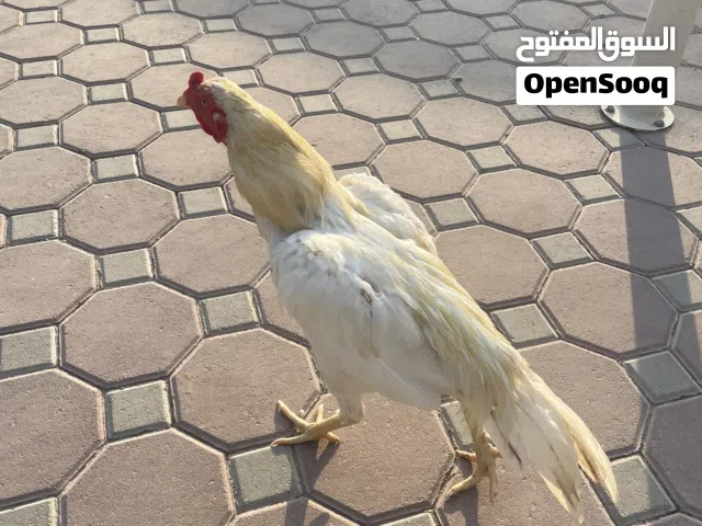 ديج باكستاني ميوالي هيرا بوسكي عمره سنه و سبع شهور تقريبا يتفاعل و اليف و يضارب و اموره طيبه