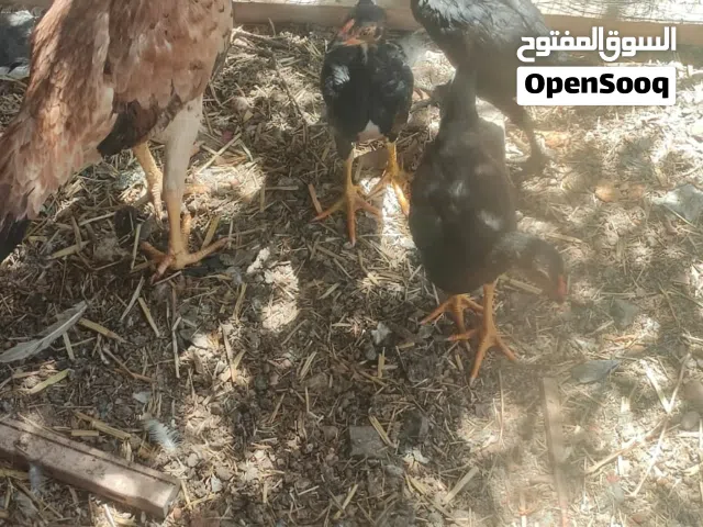 دجاجة هندية وافراخها