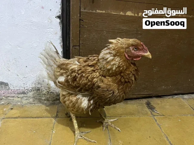 دجاجة عربيه هراتيه للبيع