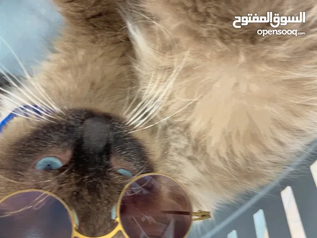 سيامي للبيع هادي ومتاع تربيه