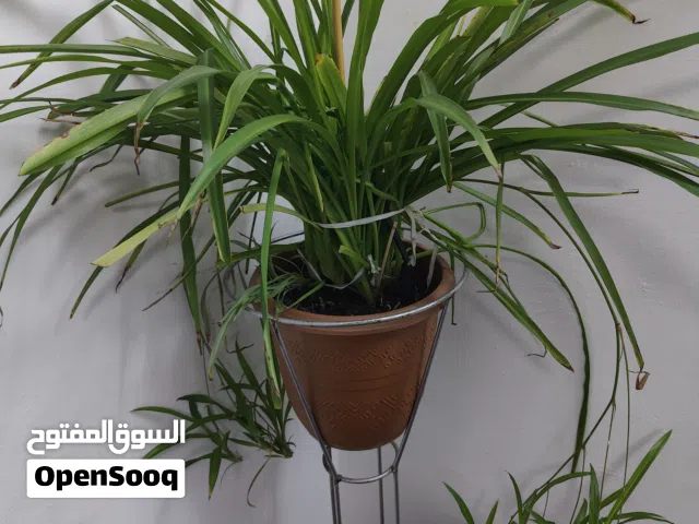 Spider plant big size available for sale in Mangaf