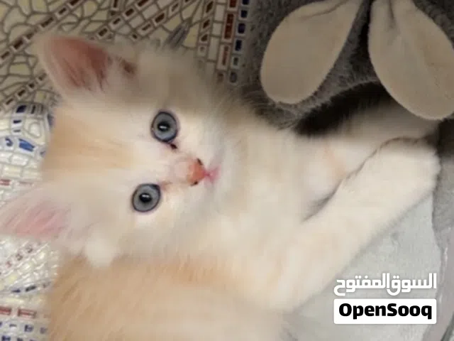 قطه شيرازيه تركيه