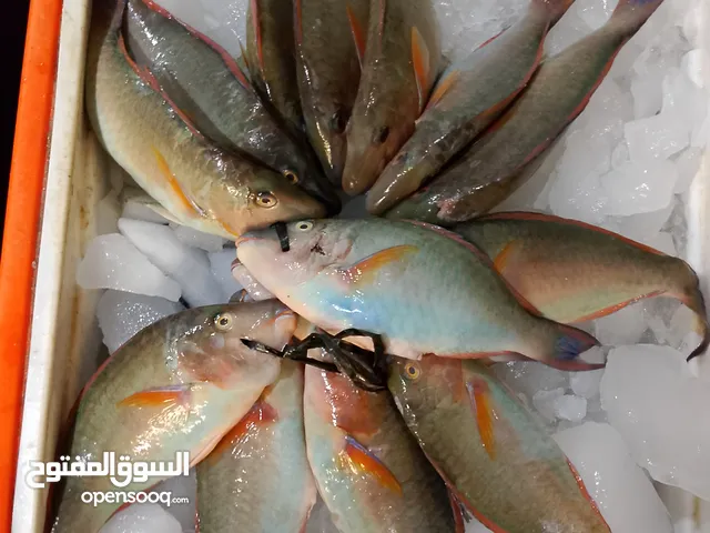 اسماك طازجة ومبردة نورد للمطاعم والاسترحات والافراد