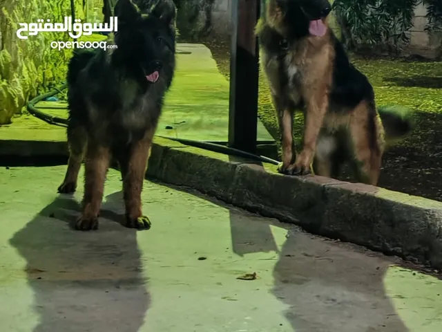 كلاب جيرمن مستوى