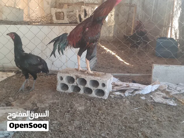 يوجد 3 ديوك وفرخه باكستاني صافي نخب أول