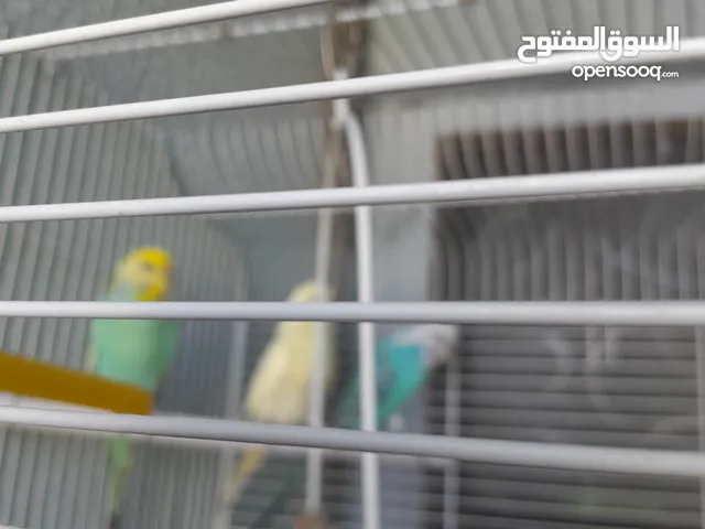 طيور في ابوظبي
