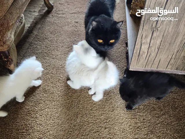 قطه وولادها 3 ابيض 1 اسود ذكور عمر 2 اسبوع
