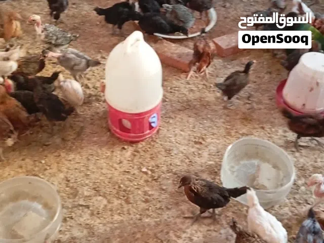 صوص بلدي للبيع