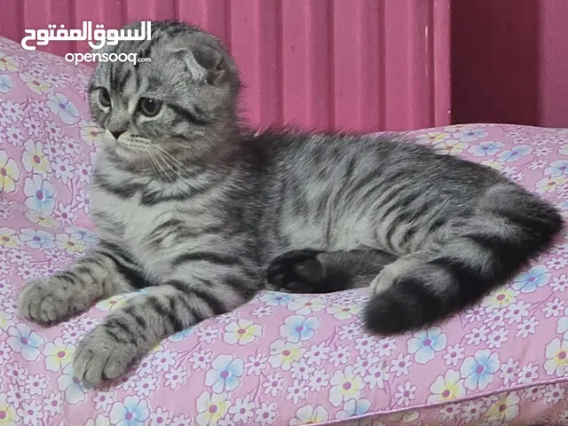 ذكر سكوتش دبل فولد للبيع(للجادين) السعر قابل للتفاوض