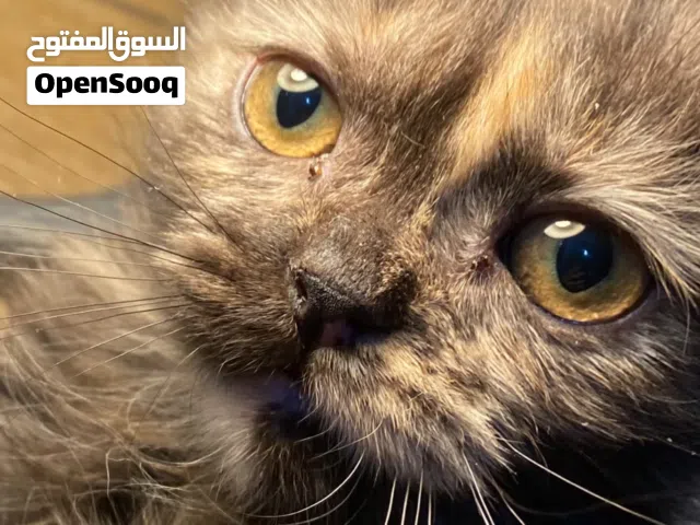 قطط تركية للتبني cats for adoption
