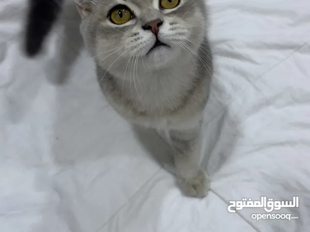 زوج قطط ذكر سكوتش +انثى هملايا نقيات للبيع