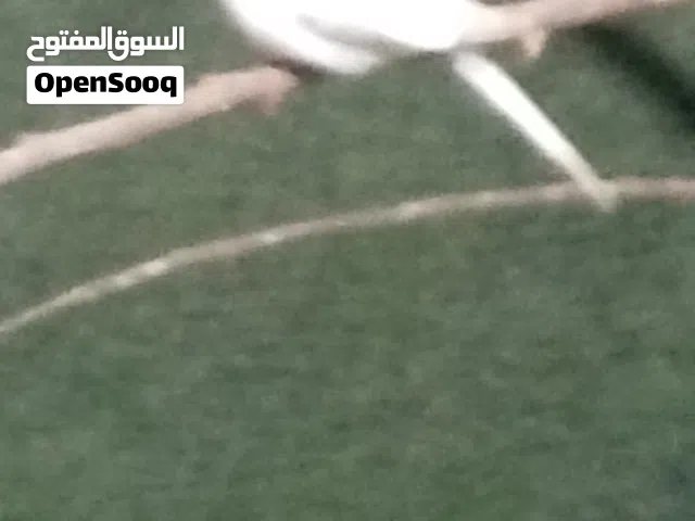 حمام رواعب النجفي الاصلي الاحمر للبيع او مراوس وايضا حمام ملكي سنوايت خط اول