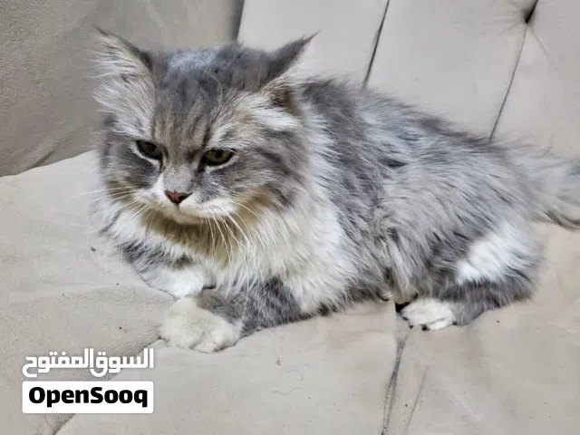 قطه اسكتش  شيرازي سلفر انثى لطيفه وحنونه