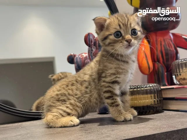 قطط kittens